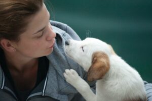 7 Basic Things Your Dog Needs | Image From Pexel