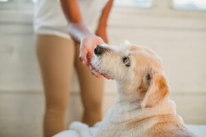 7 Tested Methods for the Best Dog Care | Image From Pexel