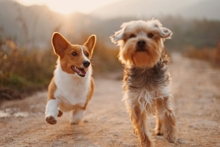 Empowering Dogs: Using Positive Reinforcement to Overcome Leash Aggression