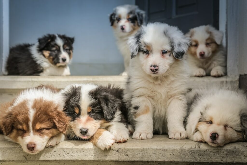 Illustration of Puppy Potty Training For Apartment Dwellers