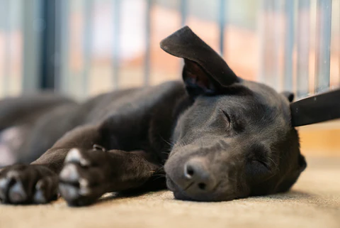 Counter-Conditioning 101: Rewiring Your Dog’s Thunderstorm Response