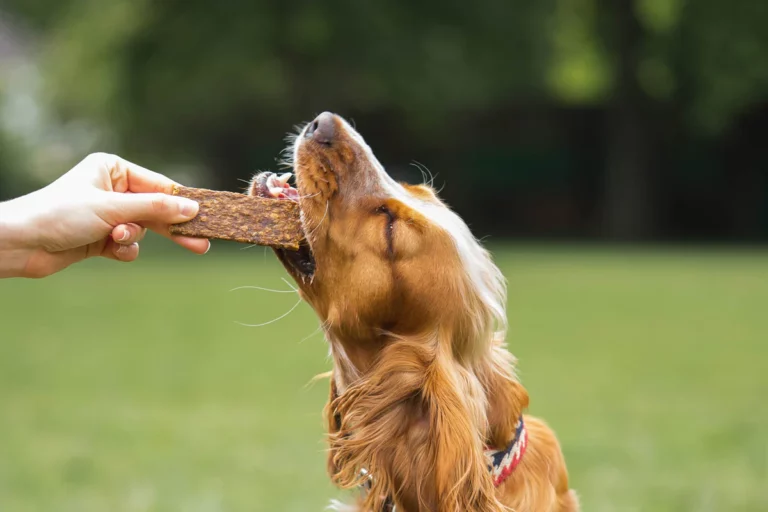 How Nutrition Impacts Focus and Learning in Dogs