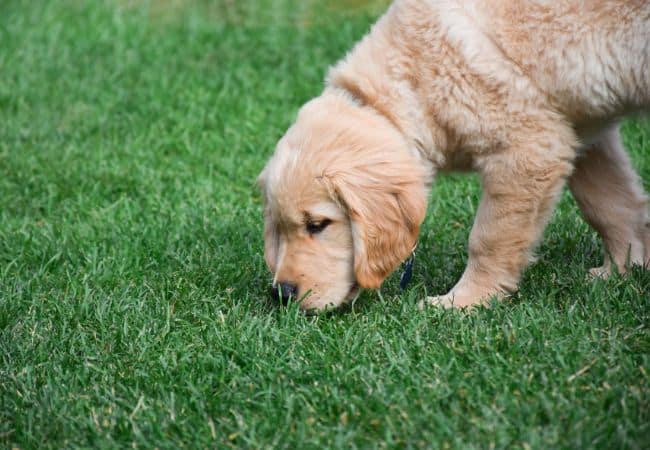 Why Every Dog—Not Just Working Breeds—Needs Scent Enrichment