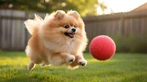 Top 5 Training Mistakes Dog Owners Make with Energetic Breeds