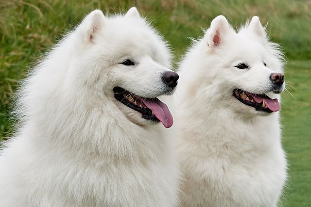 The Friendly Fence: How to Manage Fence Fighting and Yard Barking