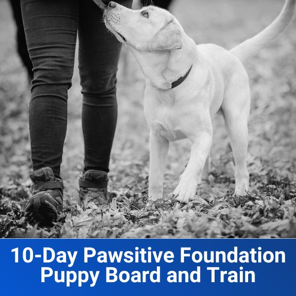 10-Day Pawsitive Foundation Puppy Board and Train