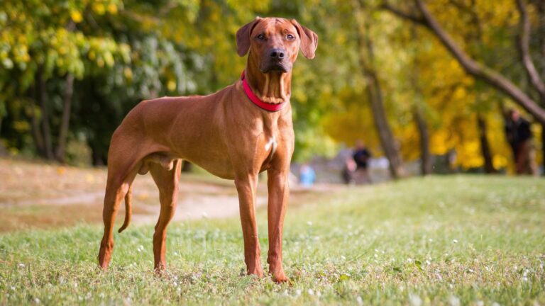 How to Prepare Your Dog for Fire Emergencies at Home