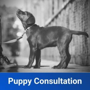 One Puppy Training Consultation
