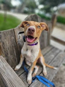 Feyre, the Cattle Dog mix, shows improved confidence, focus, and obedience after completing professional dog training in San Antonio, TX.