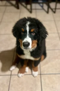 Penny the Bernese Mountain Dog puppy demonstrates improved obedience, focus, and leash manners after professional training in San Antonio, TX.