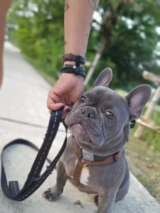 Blu the French Bulldog shows improved behavior, reduced barking, and better confidence after completing professional training with Christine in San Antonio, TX.