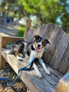 Pepper the dog demonstrates improved obedience, focus, and behavior after training with Christine while maintaining her playful personality in San Antonio, TX.