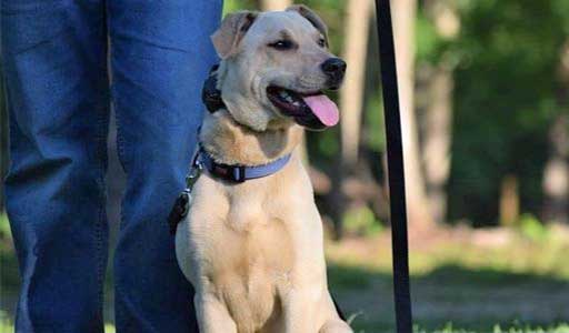 Dog training Alamo Heights TX with leashed Labrador mix