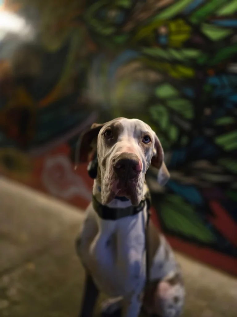 Denali is practicing structured obedience training in San Antonio, TX, while becoming calmer, more confident, and easier to control