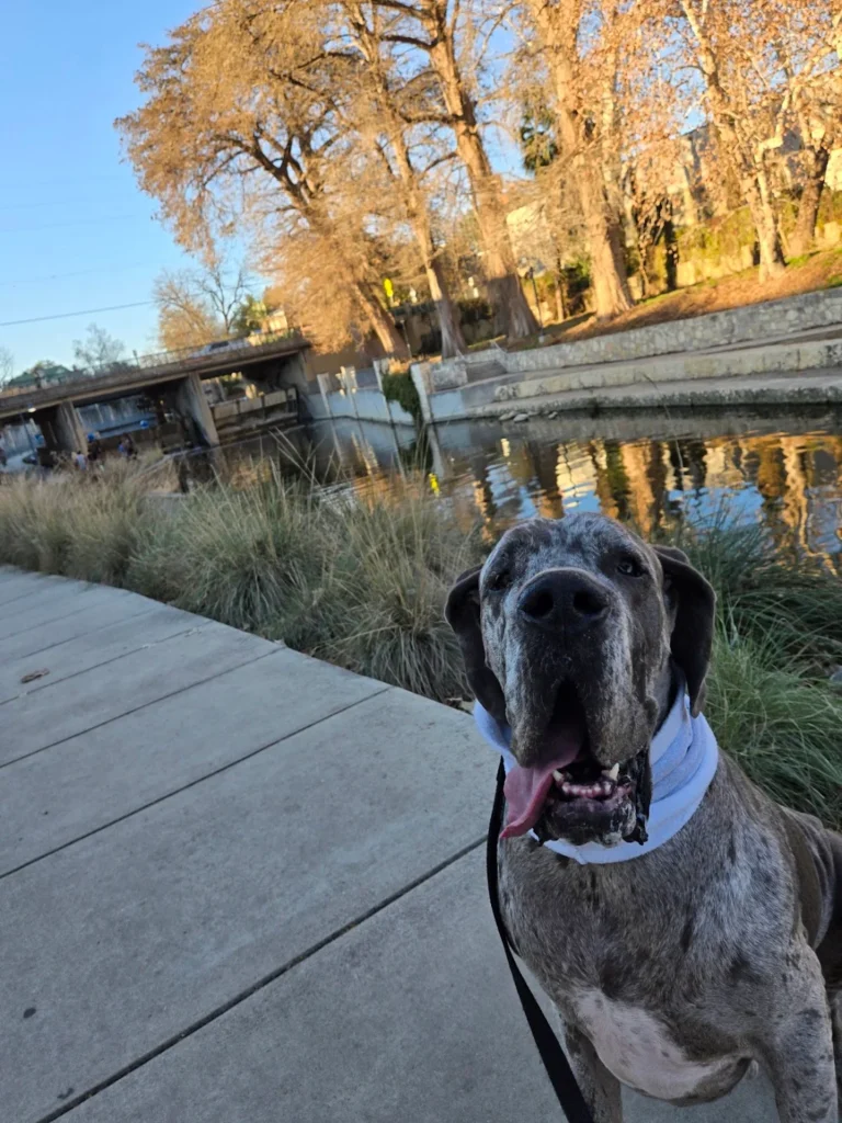 Enzo is practicing obedience commands during structured dog training in San Antonio, TX, while building better focus, confidence, and command response