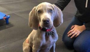 Puppy consultation for training guidance and support