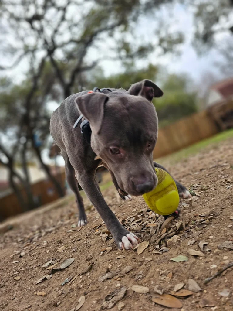 Tahoe showing improved leash manners and calm public behavior after training with Christine San Antonio, TX