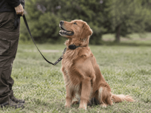 E-collar training for beginners with a golden retriever
