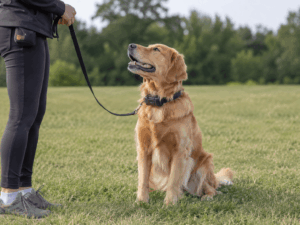 Trainer demonstrates e-collar training for beginners safely