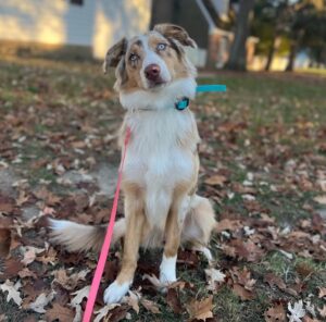 Australian Shepherd learning basic sit command outdoors