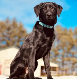 Black Labrador sitting outdoors for board and train program