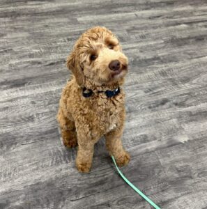 Brown curly puppy learning apartment potty training
