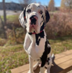 Calm Great Dane sitting outdoors before a dog walk