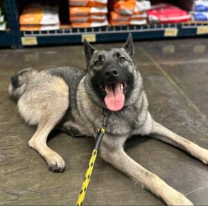 Calm gray dog lying down during impulse control training