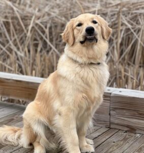 Golden retriever sitting calmly for impulse control training