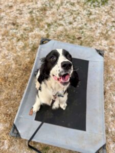 Dog sitting on training platform for resource guarding tips