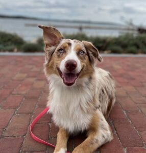 Australian Shepherd lying calmly during settle training