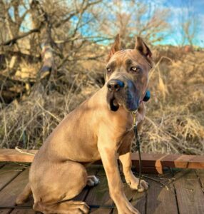 Brown dog sitting calmly during reactive dog training