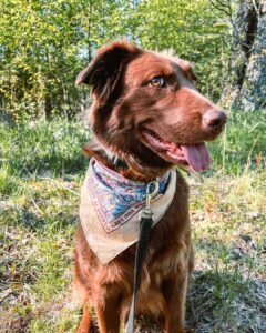 Brown dog on leash outdoors for nervous dog socialization