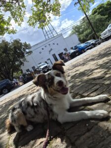 Socializing a nervous dog in a busy outdoor setting