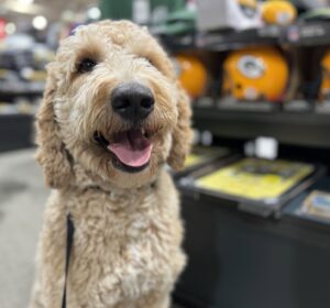 Happy Goldendoodle learning how to stop puppy biting