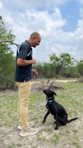 Black dog practicing obedience to prevent resource guarding
