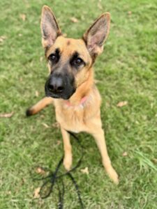 German Shepherd sitting calmly during dog training