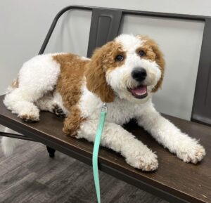how-to-teach-a-dog-to-settle-on-bench