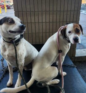 how-to-teach-a-dog-to-settle-two-dogs