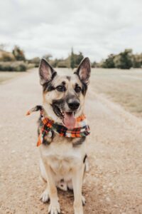 Nervous dog socialization in a quiet outdoor environment