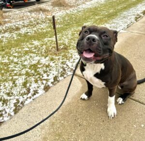Black pit bull sitting on leash during dog training