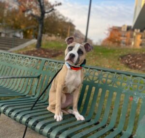 Pit bull puppy practicing basic sit command on a bench