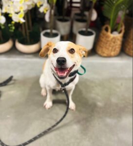 White and tan dog sitting calmly for puppy bite training