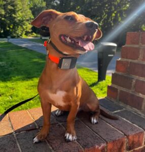 Leashed brown dog sitting calmly during outdoor walks