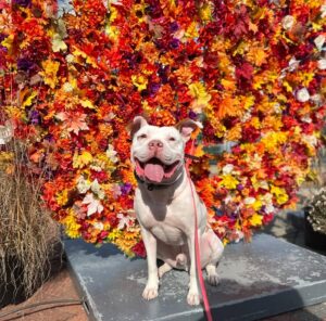White pit bull practicing basic sit command outdoors