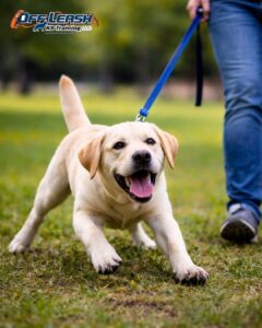 Yellow Labrador practicing leash skills at dog training
